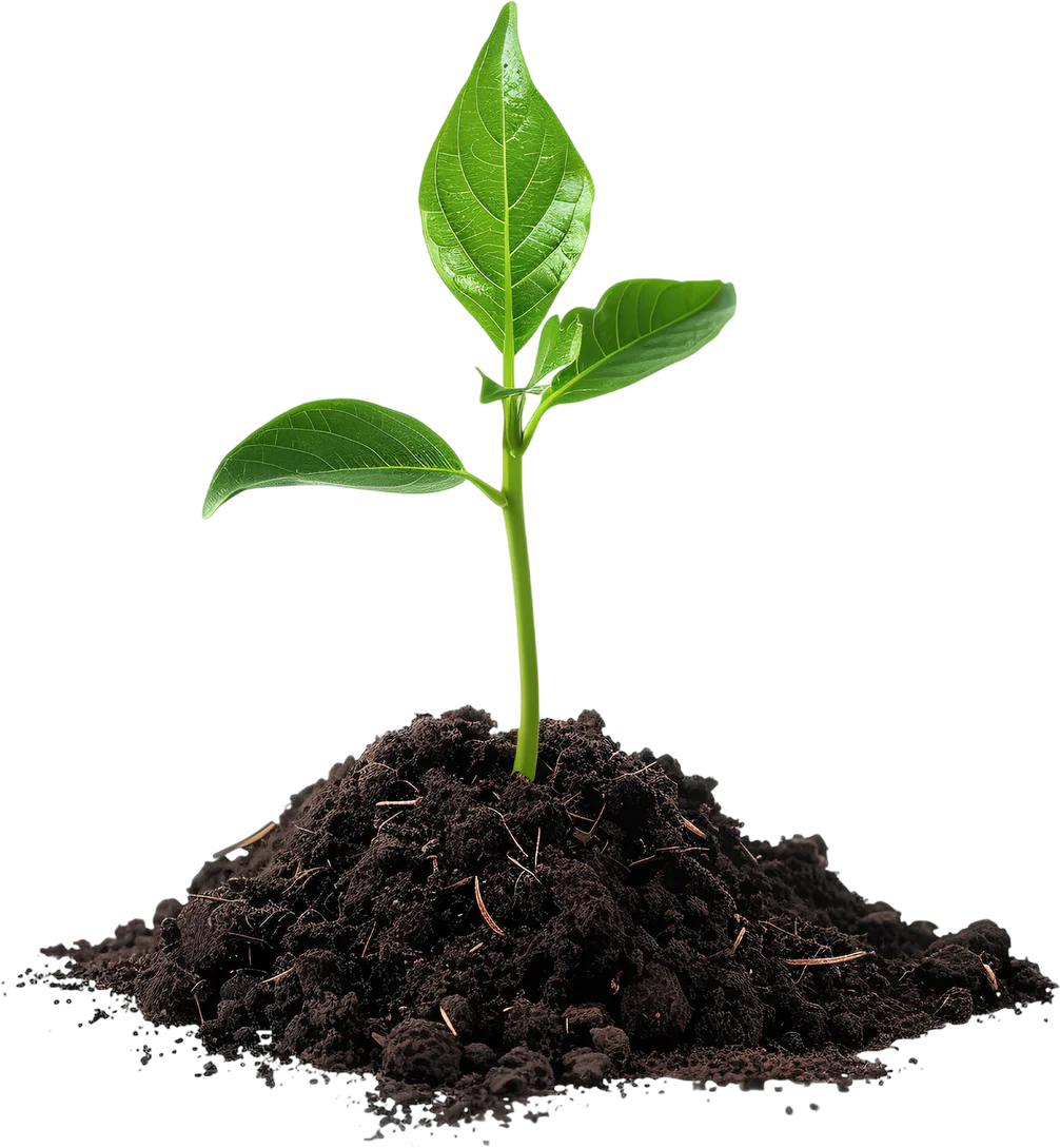 Young plant growing in soil